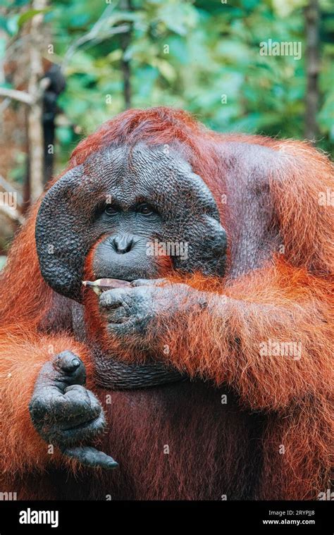 Borneo Orangutan Banana Hi Res Stock Photography And Images Alamy