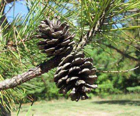 Red Pine Cone