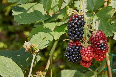 Growing Blackberries In The Home Garden Garden Eco