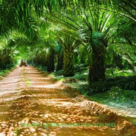 golden green plantation sdn bhd