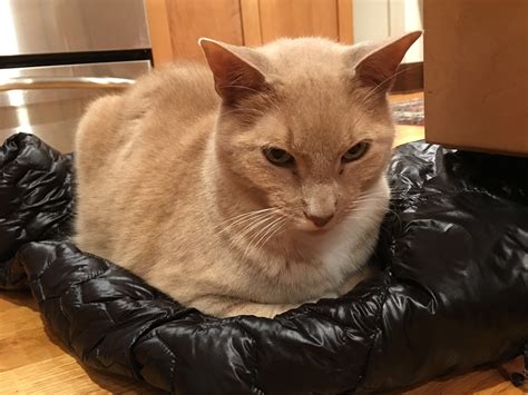 Post Your Best Cat Loaf Thecatsite