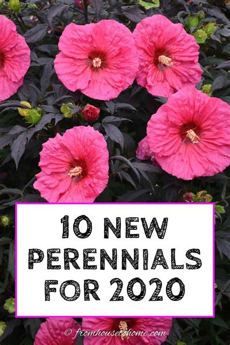 New 2020 Perennials 10 Of The Best New Perennials For 2020 Perennials Flowers Perennials