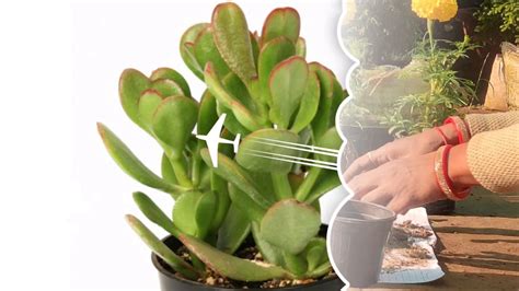 How To Grow Crassula Plant From Cuttingक्रसुला का पौधा कैसे उगाए 🌵