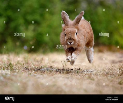 Rabbit Hi Res Stock Photography And Images Alamy