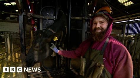 Cornish Cow Hoof Trimmer Goes Viral On Tiktok Bbc News