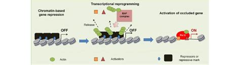 A Model Of Nuclear Actin Mediated Transcriptional Reprogramming Of