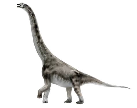 Abydosaurus Pictures & Facts - The Dinosaur Database