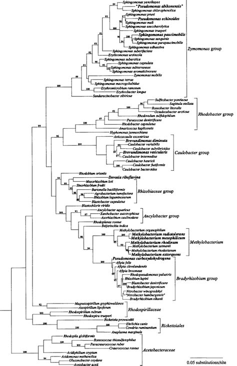 Phylogenetic Tree Of The α Subclass Of The Proteobacteria Derived From