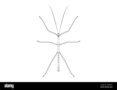 Phasmid Stock Vector Images - Alamy