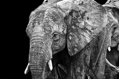 HD wallpaper: gray elephants, Brothers, zoo, black and white, noir et ...