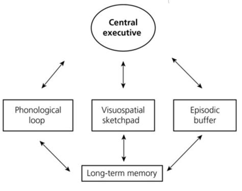 Working Memory Model Baddeley Hitch Flashcards Quizlet