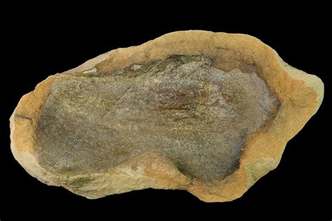 5.4" Cretaceous Fossil Leaf in Sandstone - Kansas (#143486) For Sale ...