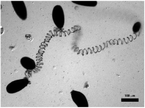 Hagfish Slime Threads Are Relatively Pure Bundles Of Intermediate