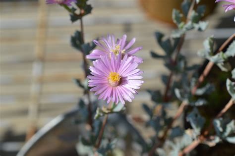 Dsc Oscularia Deltoides Miisabo Succulent Flickr