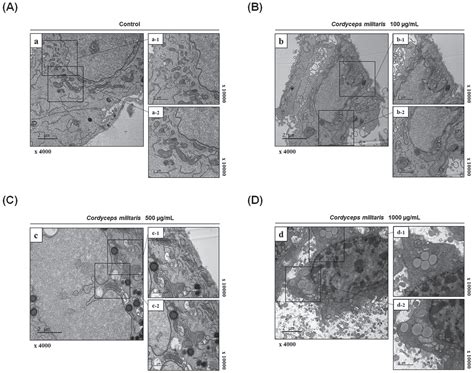 Cordyceps Militaris Exerts Anticancer Effect On NonSmall Cell Lung