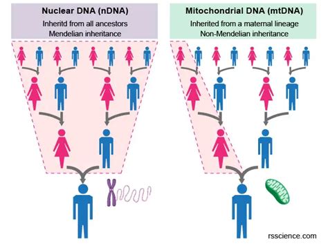 Mitochondria The Powerhouses Of The Cell Definition Structure