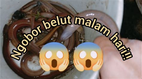 Ngobor Belut Malam Hari Spot Sawah Yang Baru Di Bajak Belut