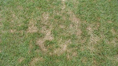 Pythium Blight in Turf | NC State Extension Publications