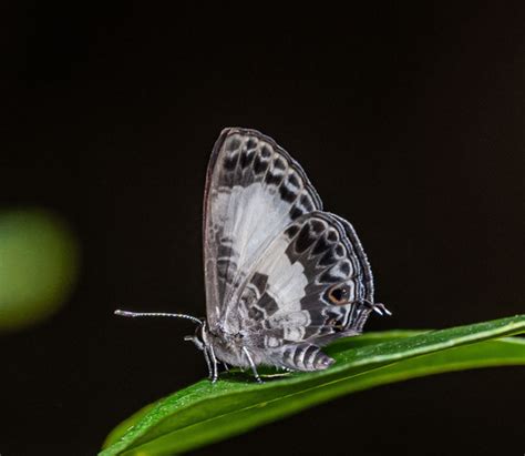 Transparent 6 Line Blue Nacaduba Kurava INaturalist