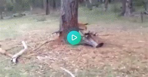 Deer Hero  On Imgur