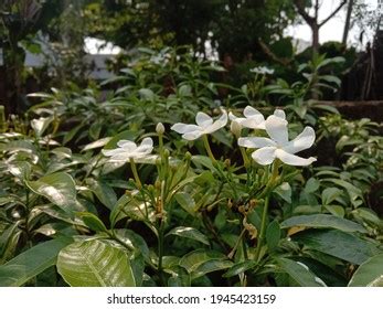 Jasmine Flower Garden Stock Photo 1945423159 | Shutterstock