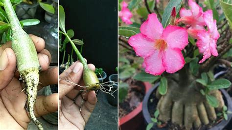 How To Grow Adenium From Cutting Cute Root My Agriculture Youtube