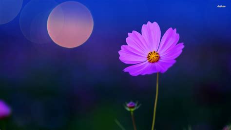 🔥 [40+] Pink Cosmos Wallpapers | WallpaperSafari