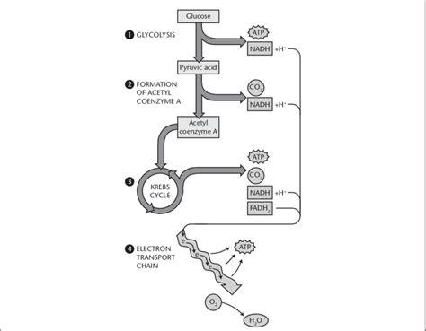 Steps Of Cellular Respiration Chart