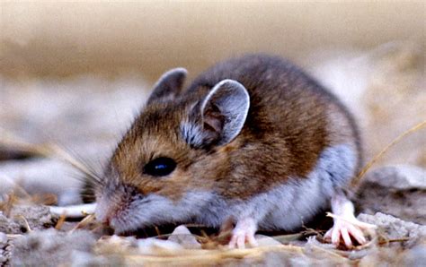 Peromyscus