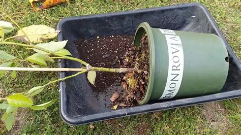 Repotting A Year Old Lila Avocado Youtube