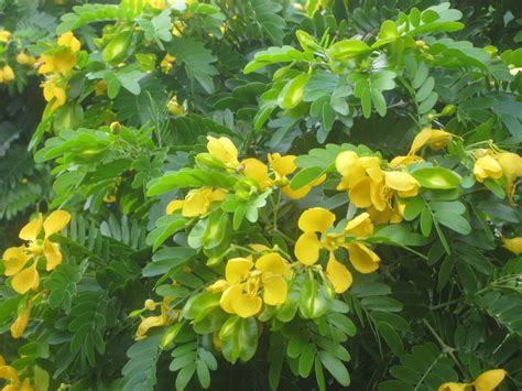 Bulnesia Arborea Verawood Tree1 Richard Lyons Nursery Inc