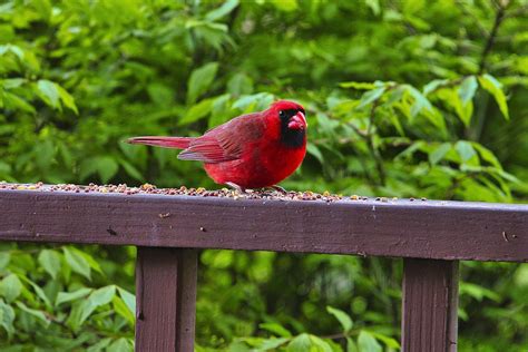 Cardinal Bird Wildlife West - Free photo on Pixabay - Pixabay