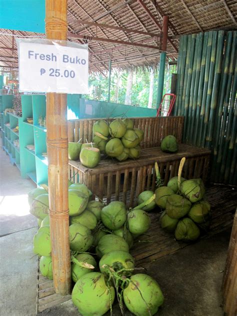 Tarsier Conservation Area Bohol – Burningcity