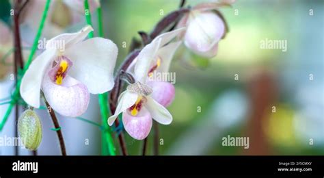 Flores de orquídeas Paphiopedilum florecen en primavera del año nuevo