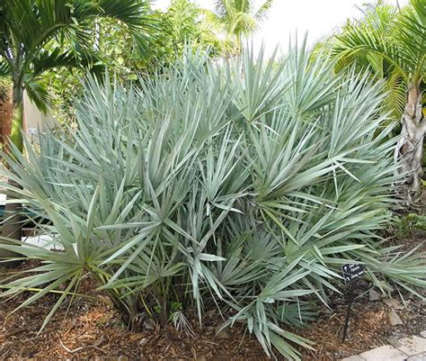 🌴 How To Grow Saw Palmetto Palm Tree Serenoa Repens