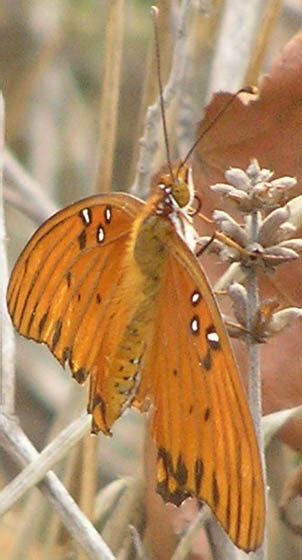 Gulf Fritillary Agraulis Incarnata Bugguide Net