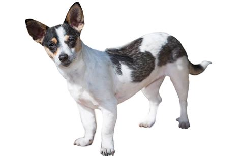 Rat Terrier Dog Breed Guide