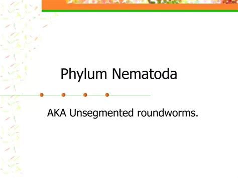 Ppt Phylum Nematoda Powerpoint Presentation Free Download Id6077786