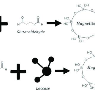 Reaction mechanism for enzyme immobilization. Upper panel shows the... | Download Scientific Diagram