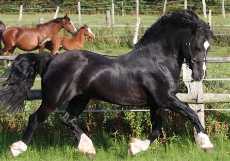 Welsh Cob Stallion Black Horses Horses Horse Breeds