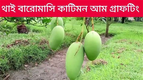 বারোমাসি আম কাটিমন Thi Katimon Mango Graftin Youtube