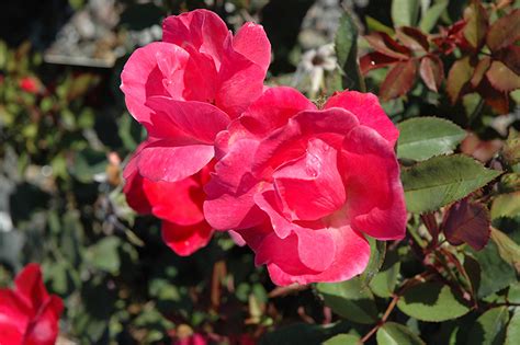 Pink Knock Out Rose Rosa Radcon In Milwaukee Brookfield Waukesha