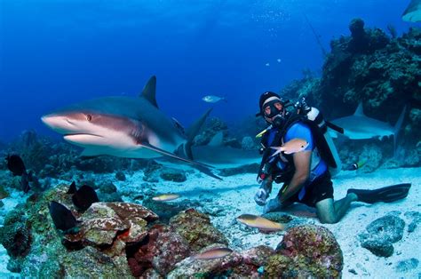 Discovering the Top Ten Sharks You'll Encounter While Diving