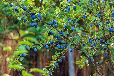 Zwetschgenbaum Schneiden Zeitpunkt Vorgehen Plantura