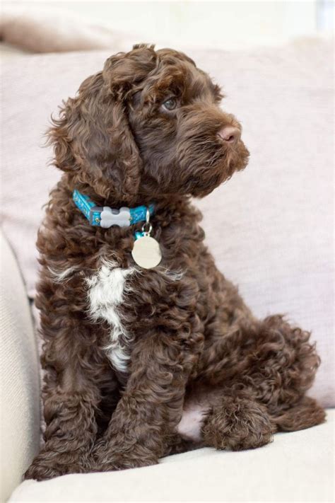 Chocolate Labradoodle | Chocolate labradoodle, Labradoodle dogs ...