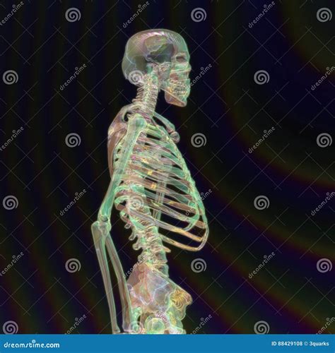 Digital Rendering Of A Human Skeleton Stock Illustration Illustration