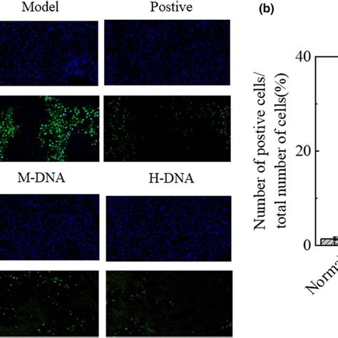 Effect Of Dna On Carbon Tetrachloride Ccl4‐induced Cell Apoptosis In