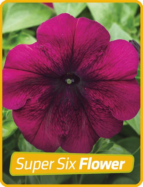 Petunia Burgundy | Zealandia Horticulture