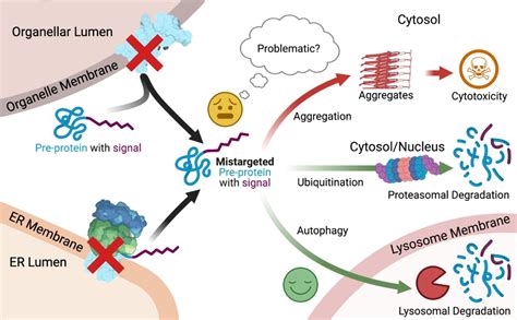 facts   lysosome factsnet