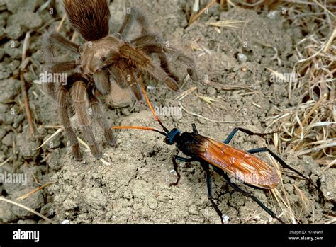 Tarantula Hawk Pepsis Sp A Giant Wasp Confronts Tarantula In A Sequence Where The Spider Is